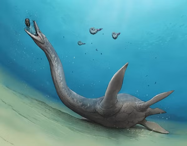Một trong những dòng dõi xà đầu long có cơ thể đạt "tỉ lệ hoàn hảo" nói trên là Elasmosaurus với chiếc cổ dài 6 mét nổi tiếng, trong khi phần thân chỉ khoảng 3 mét.