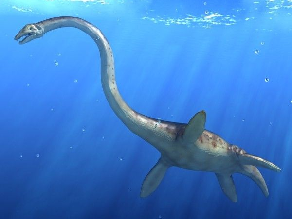 Dù sinh sống phổ biến các đại dương thời tiền sử, sự hiện diện của loài vật này gắn với nhiều câu hỏi về đặc điểm sinh học, giải phẫu học và tiến hóa mà các nhà nghiên cứu chưa thể giải đáp.