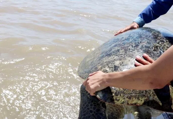 Cá thể vích trên được các ngành chức năng phát hiện tại hộ ông Nguyễn Hoàng Anh ở Phường 7, TP Cà Mau. Qua tuyên truyền, vận động, ông Hoàng Anh thấy được việc bảo vệ các loài động vật hoang dã là việc làm có ý nghĩa nên đã đồng ý giao nộp cho ngành chức năng.