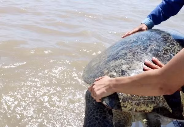 Cá thể vích trên được các ngành chức năng phát hiện tại hộ ông Nguyễn Hoàng Anh ở Phường 7, TP Cà Mau. Qua tuyên truyền, vận động, ông Hoàng Anh thấy được việc bảo vệ các loài động vật hoang dã là việc làm có ý nghĩa nên đã đồng ý giao nộp cho ngành chức năng.