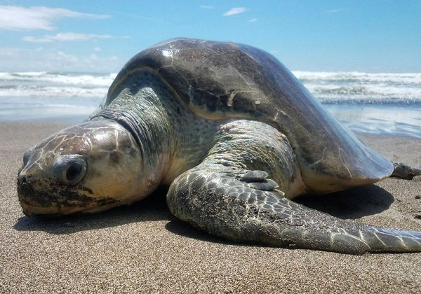 Mai của con vích biển nhìn khá bắt mắt với hình trái tim cùng với các cặp vảy màu nâu đỏ hoặc xanh đậm sắp xếp đối xứng nhau. Phần mai của loài rùa biển này thấp nhất ở phần đuôi và cao dần lên về phía đầu. Viền mai có hình răng cưa và sẽ biến mất dần nếu tuổi của chúng càng lớn.