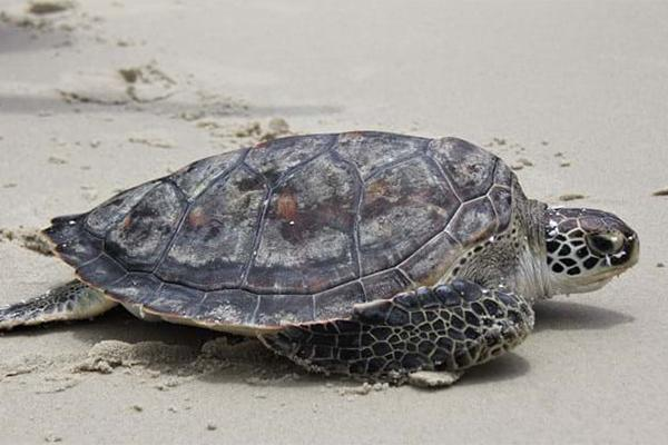 Loài rùa biển này có trọng lượng dao động từ 25 – 45kg, tối đa là khoảng 50kg. Con vích biển đực thường có trọng lượng lớn hơn cá thể cái một chút.