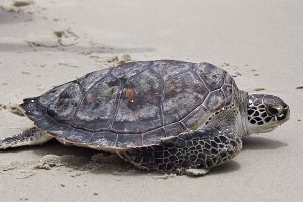 Loài rùa biển này có trọng lượng dao động từ 25 – 45kg, tối đa là khoảng 50kg. Con vích biển đực thường có trọng lượng lớn hơn cá thể cái một chút.