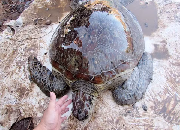 Con vích biển trưởng thành khoảng 60 – 70cm (2 feet). Cá thể vích biển cái và đực thường có kích thước tương đương nhau. Tuy nhiên, đặc điểm khác biệt lớn nhất là cá thể cái có thân hình tròn và có cái đuôi ngắn hơn cá thể vích biển đực.