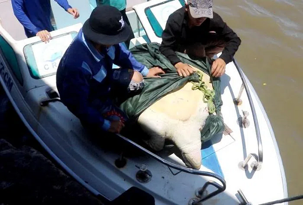 Chiều 15/5 vừa qua, chi cục Thủy sản tỉnh Cà Mau kết hợp với các đơn vị liên quan tiến hành thả cá thể vích có trọng lượng khoảng 120kg về biển. Đây là cá thể vích lớn nhất từ trước đến nay được cơ quan chức năng địa phương ghi nhận.