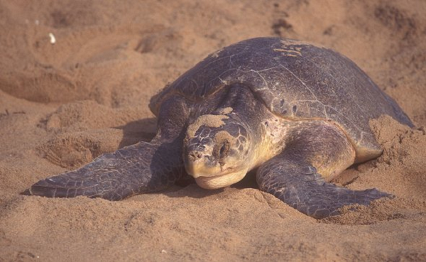 Loài rùa biển này phân bố khá rộng, hầu hết các vùng biển nhiệt đới, khí hậu ấm áp đều có sự xuất hiện của con vích biển. Ở các đại dương lớn như Thái Bình Dương và Ấn Độ Dương, Đại Tây Dương cũng ghi nhận sự có mặt của loài thú quý hiếm này.