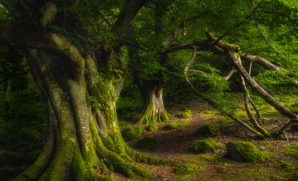 Nguyên nhân là vì địa hình ở miền Nam Trung Quốc rất đa dạng, dễ có những hố sụt lún lớn và do đó, có cả những hang động như ở một thế giới khác.