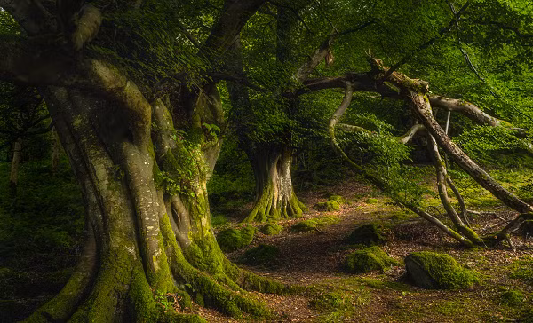 Nguyên nhân là vì địa hình ở miền Nam Trung Quốc rất đa dạng, dễ có những hố sụt lún lớn và do đó, có cả những hang động như ở một thế giới khác.