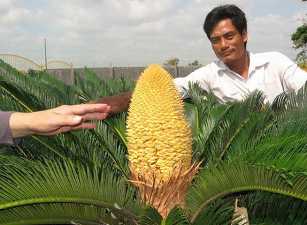 Việc một cây vạn tuế ra hoa, kết quả là khá hiếm, tuy nhiên cũng không phải là không có. Đa số các trường hợp trồng vạn tuế khoảng 10 - 20 năm mới cho ra hoa.