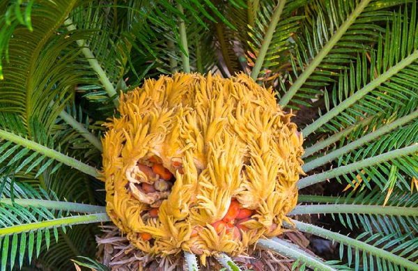 Trong hạt vạn tuế có cycasin là chất độc mạnh gây ra các triệu chứng như nhức đầu, nôn mửa và các biểu hiện trúng độc khác. Khi bị trúng độc từ cây vạn tuế, ta cần loại bỏ chất độc ra khỏi cơ thể bằng cách gây nôn, rửa dạ dày rồi tiến hành cấp cứu, đưa đến trạm y tế hoặc bệnh viện gần nhất.