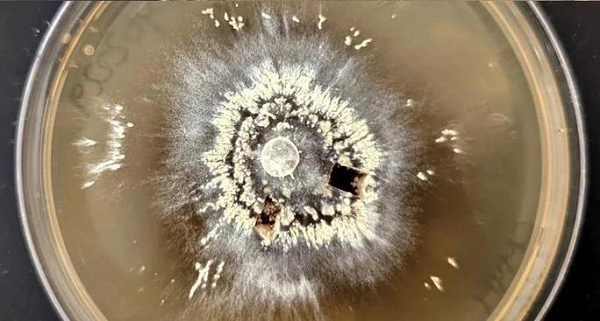 Trong trận cháy lớn Soberanes năm 2006, xảy ra ở các khu rừng gỗ đỏ tanoak của California - Mỹ, các nhà khoa học đã phát hiện ra một dàn sinh vật kỳ lạ không những sống sót mà còn phát triển mạnh mẽ trong môi trường nóng bỏng.