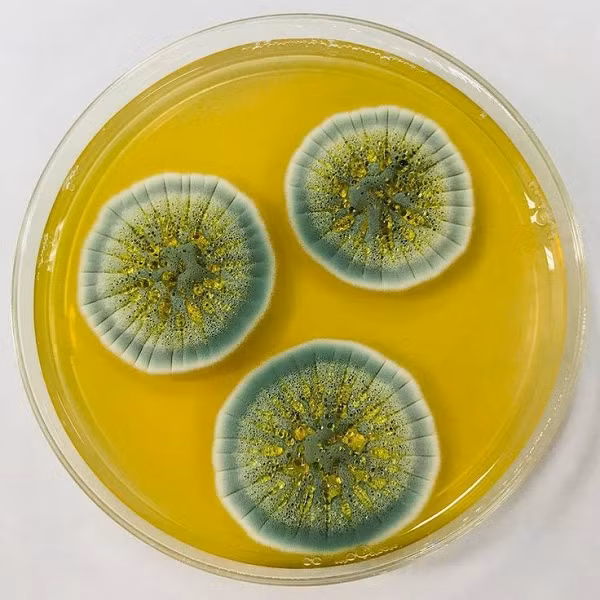 Phát hiện này có ý nghĩa vô cùng to lớn đối với các nhà khoa học. Loại nấm sống được trong môi trường "hoả ngục" sẽ giúp họ tìm ra hướng đi mới trong việc tái thiết thảm xanh sau thiên tai.