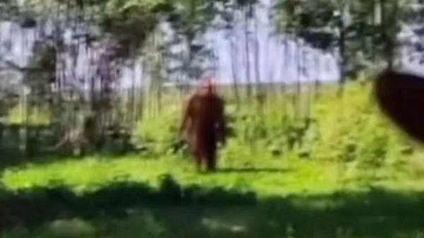 "Quái vật Bigfoot" được chụp trong một khu rừng ở Nga qua Google Maps.