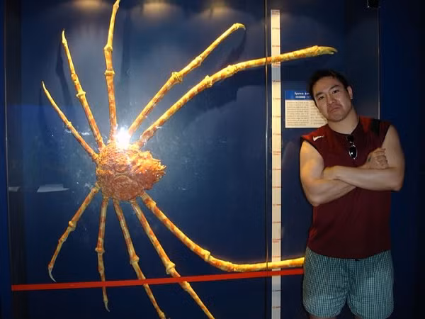 Một con cua nhện khổng lồ được tìm thấy ở Nhật Bản, nó dài tới 12 feet, tương đương 3,8m và nặng 19kg.