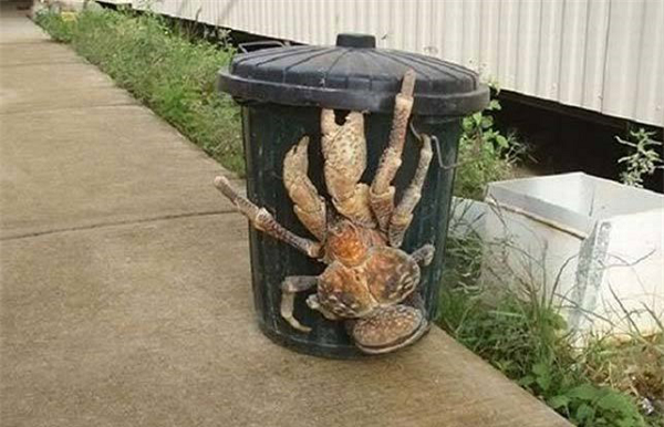 Cua dừa là một loài cua đất có kích thước khổng lồ, sinh trưởng tự nhiên ở các đảo thuộc Thái Bình Dương và Ấn Độ Dương. Sinh vật này có thể phát triển tới chiều dài 1 mét, tính cả sải chân.