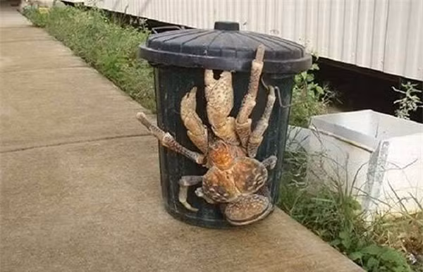 Cua dừa là một loài cua đất có kích thước khổng lồ, sinh trưởng tự nhiên ở các đảo thuộc Thái Bình Dương và Ấn Độ Dương. Sinh vật này có thể phát triển tới chiều dài 1 mét, tính cả sải chân.