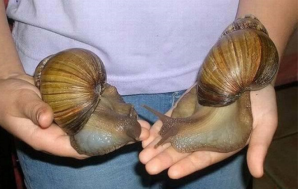 Hai con sên Châu Phi to lớn đạt tới chiều dài 20cm.