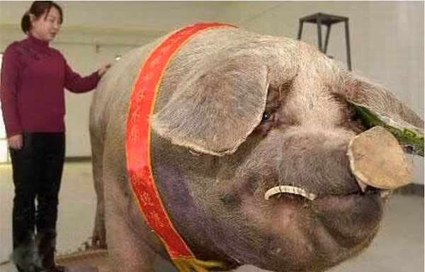 Một con lợn ở Trung Quốc đạt tới trọng lượng 900kg.