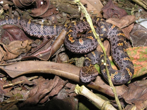 Dài chưa đầy 1m nhưng rắn lục núi thực sự là một trong những loài rắn đáng sợ nhất Việt Nam.