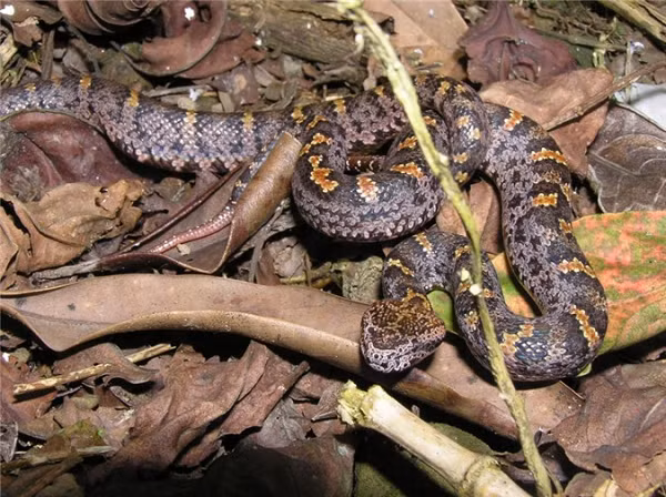 Dài chưa đầy 1m nhưng rắn lục núi thực sự là một trong những loài rắn đáng sợ nhất Việt Nam.