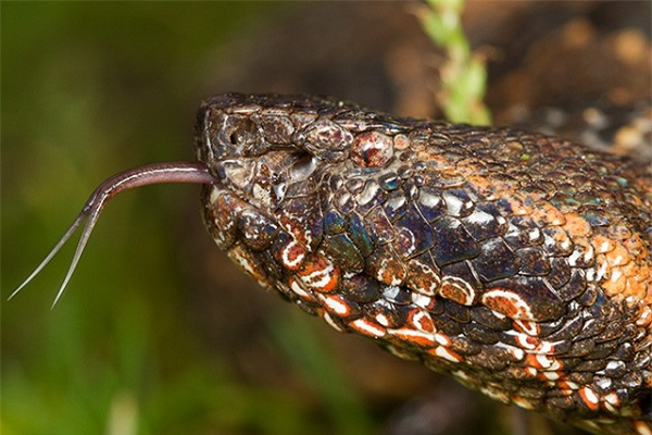 Màu sắc cơ thể chúng cũng rất phù hợp, giúp chúng ẩn thân dễ dàng vào những mảng khô. hức ăn chủ yếu của loài rắn mù màu này là các loài thú nhỏ, chim, thằn lằn, ếch nhái...
