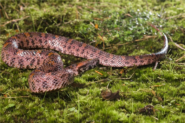 Hiện số lượng ngoài tự nhiên của loài rắn này rất ít (mức độ đe dọa: R - cấm săn bắt).