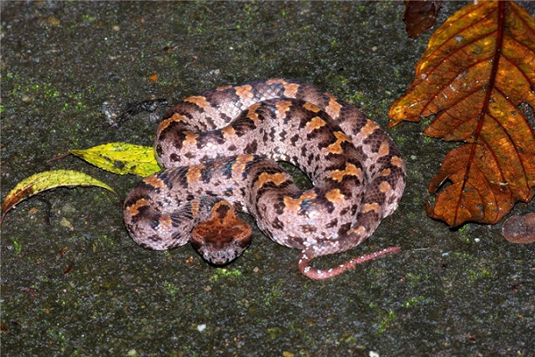 Thân hình gọn gàng, khứu giác nhạy bén, loài rắn này có thể tung ra những cú đớp nhanh khủng khiếp khi đánh hơi thấy con mồi. Toàn thân rắn lục núi là một màu nâu bóng, xen kẽ những khoảng đen đẹp mắt.