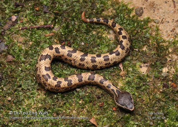 Đến ban đêm, rắn lục núi mới bung ra sức mạnh thực sự của mình. Rắn lục núi mù màu nhưng tạo hóa lại ưu ái cho chúng có khứu giác cực kỳ linh mẫn.