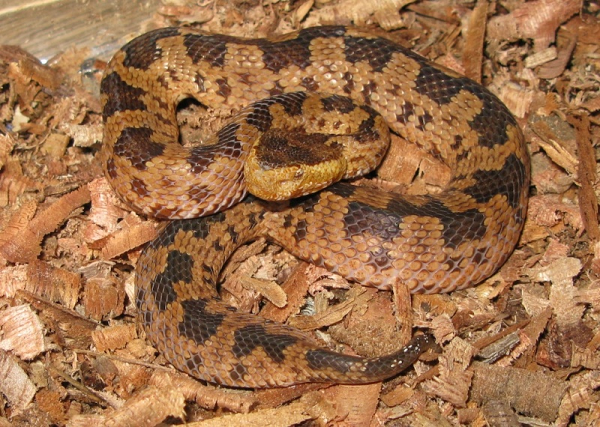 Cũng nhờ có khứu giác phát triển vượt trội mà loài rắn này gây ra ám ảnh kinh hoàng cho những động vật máu nóng. Thậm chí, rắn lục núi còn được mệnh danh là "Ông hoàng săn động vật máu nóng ở Việt Nam".