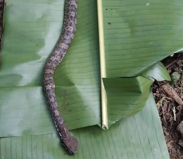 Sau khi đăng lên, nhiều người lập tức nhận ra đây là một loài rắn độc vô cùng nguy hiểm, được mệnh danh là " hung thần" nên khuyên người này đưa chị đi viện ngay lập tức. Hiện người chị đang được điều trị tại bệnh viện Bạch Mai.