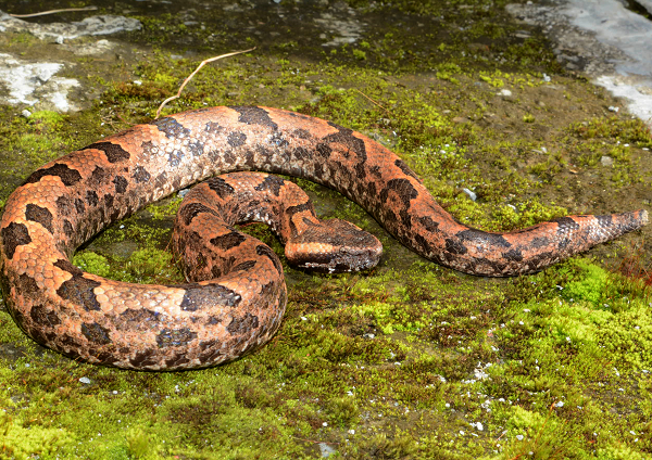Ban đêm, loài rắn này thường lui tới các vũng nước nhỏ đọng trong các khu rừng thường xanh, hóa thân thành tử thần săn đêm và bắt đầu giết chóc.