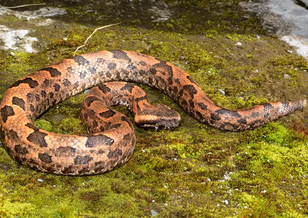 Ban đêm, loài rắn này thường lui tới các vũng nước nhỏ đọng trong các khu rừng thường xanh, hóa thân thành tử thần săn đêm và bắt đầu giết chóc.