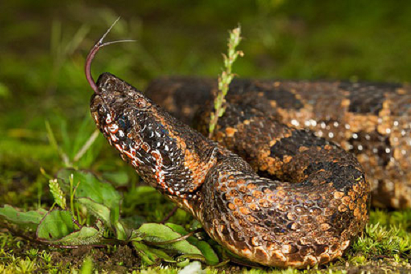 Do bị mù màu, ban ngày loài rắn này có phần khờ khạo, chúng cũng biết điểm yếu của mình nên ban ngày nấp kỹ trong hang, con người khó có cơ hội nhìn thấy chúng.