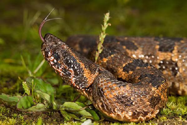 Do bị mù màu, ban ngày loài rắn này có phần khờ khạo, chúng cũng biết điểm yếu của mình nên ban ngày nấp kỹ trong hang, con người khó có cơ hội nhìn thấy chúng.