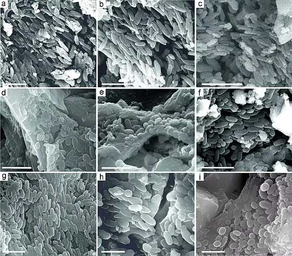 Kết quả thu được cho thấy phần dưới của mào có một vành lông mờ, gồm cả lông giống tóc cứng và lông nhánh tơ. Sau khi quan sát dưới kính hiển vi điện tử công suất cao, các nhà khoa học tìm thấy các "melanosome" bên trong - hạt của sắc tố melanin.