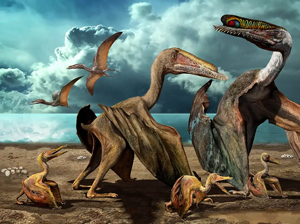 Theo giáo sư Mike Benton của Đại học Bristol, loài pterosaurs có thể đã sử dụng lông của chúng làm "tín hiệu báo hiệu cho các cá thể khác cùng loại".