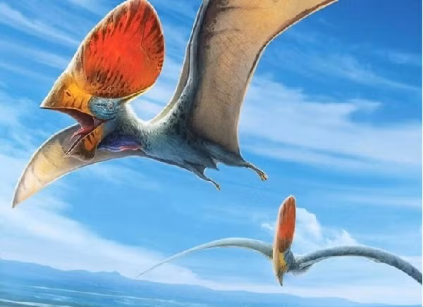 Kỷ lục tồn tại trong suốt thời gian dài như vậy quả thật là không thể tưởng tượng nổi nếu so với khoảng thời gian tồn tại ngắn ngủi của con người chúng ta, bắt đầu từ khi tổ tiên bắt đầu đứng thẳng cách đây chỉ khoảng 4 triệu năm.