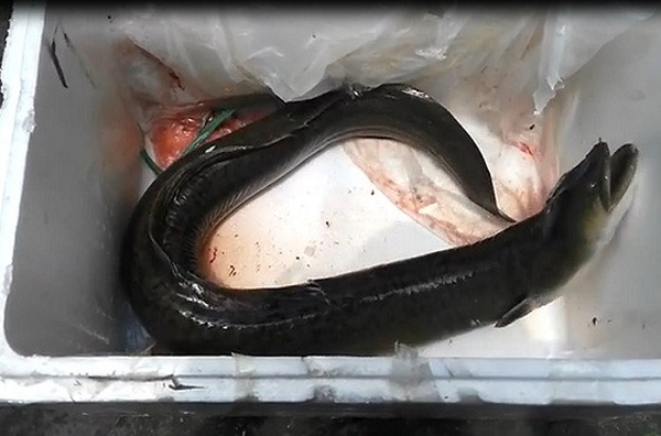 Tháng 6/2017 con cá chình hoa sông Đà dài 1m5, nặng 10 kg được chủ một đầu mối chuyên về các dòng cá đặc sản sông Đà tại Hà Nội mua của một ngư dân với giá 45 triệu đồng.