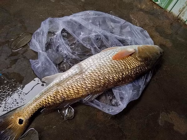 Phần đầu cá có răng rất nhỏ, miệng lớn và cá sủ vàng có khả năng hô hấp trong nước bằng mang hai bên. So với các loài cá khác, bong bóng của cá sủ vàng có phần lớn hơn. Công việc chính của phần bong bóng này là phát ra âm thanh tín hiệu giao tiếp với đồng loại trong đàn.