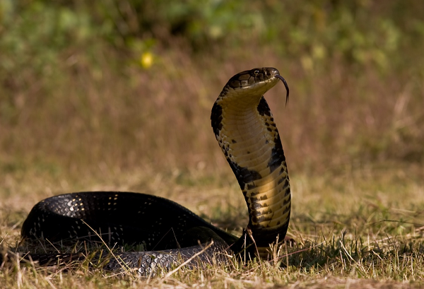Nhát cắn của chúng cực kỳ nghiêm trọng, nó có thể giết được một con vật có kích thước lớn như voi trong vòng vài giờ đồng hồ bằng cách phóng một lượng lớn chất độc thần kinh vào cơ thể nạn nhân.