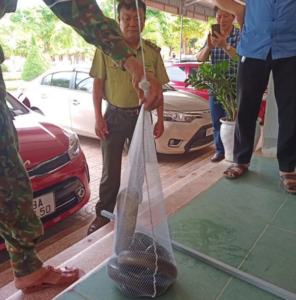 Cá thể rắn hổ mang chúa này có kích thước chiều dài lên tới 3m, cân nặng 2,6kg. Sức khoẻ của rắn ổn định. Rắn hổ mang chúa thuộc nhóm IB, là loài động vật nguy cấp, quý, hiếm cần được ưu tiên bảo vệ nghiêm ngặt.