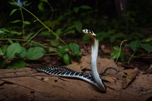 Nọc độc chủ yếu tác động đến thần kinh (tấn công hệ thần kinh trung ương của nạn nhân và ngay lập tức gây đau dữ đội, mờ mắt, chóng mặt, buồn ngủ và cuối cùng là mất cảm giác và tử vong).