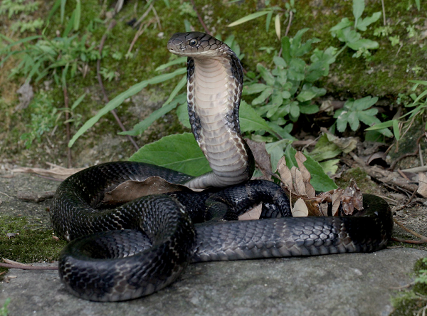 Mùa con đực giao phối với Rắn hổ mang chúa là tháng Giêng. Chúng đẻ khoảng 50 trứng, con cái cuộn mình lại và giữ nguyên trong thời kỳ ấp trứng từ 60-80 ngày.