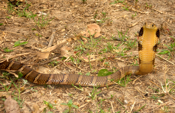 Rắn hổ mang chúa khi bị đe dọa chúng sẽ giương cao đầu và trương rộng bành cổ.