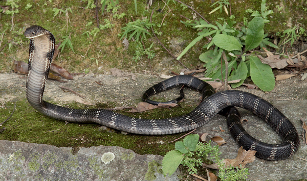 Rắn hổ mang chúa thường có kích thước to lớn hơn so với các loài rắn hổ mang bình thường, chúng sống ở Nam và Đông Nam Châu Á. Chiều dài cơ thể chúng có thể đạt tới trên 5 mét khiến chúng được coi là loài rắn độc dài nhất.