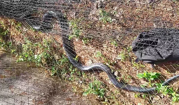 Sau khi phát hiện ra con rắn hồ mang chúa quý hiếm bị mắc kẹt ở lưới vây xung quanh sân tập thể dục, Ban Giám hiệu Trường THCS Kỳ Sơn đã lập tức báo cáo sự việc với Hạt Kiểm lâm huyện Kỳ Anh.