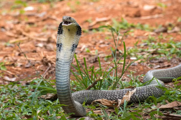 Thức ăn chủ yếu của Rắn hổ mang chúa là các loài rắn khác nhưng cũng có thể ăn những động vật nhỏ hơn như thằn lằn, chim, và động vật gặm nhấm.