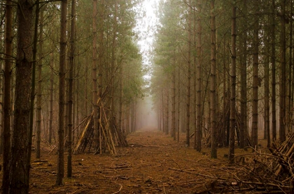 Ông Pope tóm tắt vụ việc như sau: Vật thể này đã hạ xuống một bãi đất trống nhỏ. Một trong số họ đã tiếp cận đủ gần để nhìn thấy các ký hiệu tượng hình kỳ lạ ở mặt bên của vật thể, và chạm tay vào nó. Chiếc UFO bay chầm chậm lên trên những hàng cây rồi phóng đi với vận tốc cực nhanh.