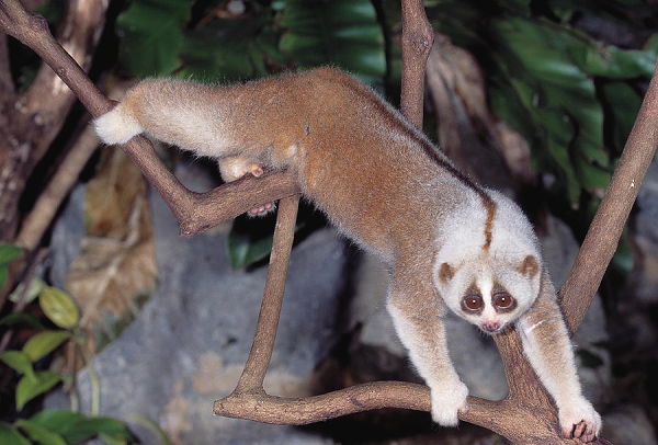 Hầu hết các loài động vật săn mồi đêm đều có tập tính ngủ ngày nhằm tiêu hoá thức ăn và phục hồi sức lực để tiếp tục hành trình kiếm sống ban đêm. Theo quan niệm của dân gian, loài cu li không dám ngẩng lên nhìn ban ngày vì bản tính chúng nhút nhát.