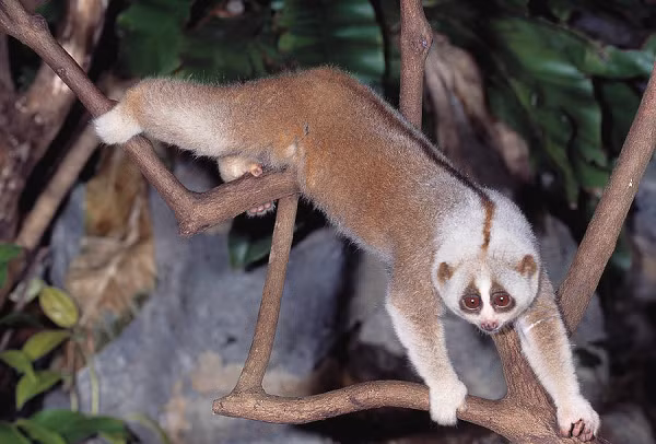 Hầu hết các loài động vật săn mồi đêm đều có tập tính ngủ ngày nhằm tiêu hoá thức ăn và phục hồi sức lực để tiếp tục hành trình kiếm sống ban đêm. Theo quan niệm của dân gian, loài cu li không dám ngẩng lên nhìn ban ngày vì bản tính chúng nhút nhát.